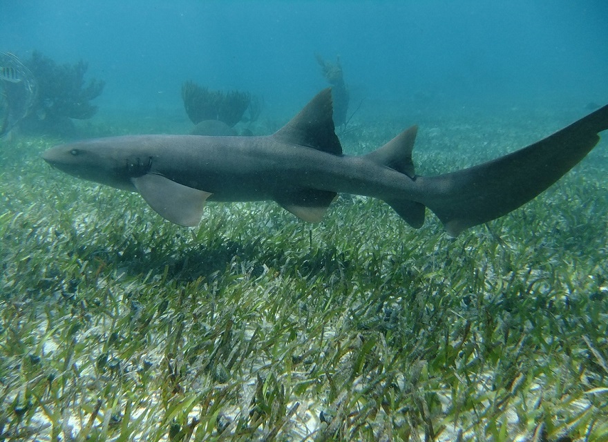 Nurse Shark